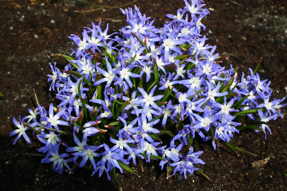 Nature Flower Blue