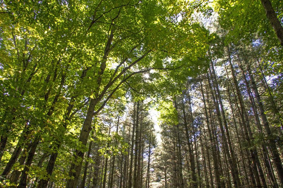 Wood Nature Landscape