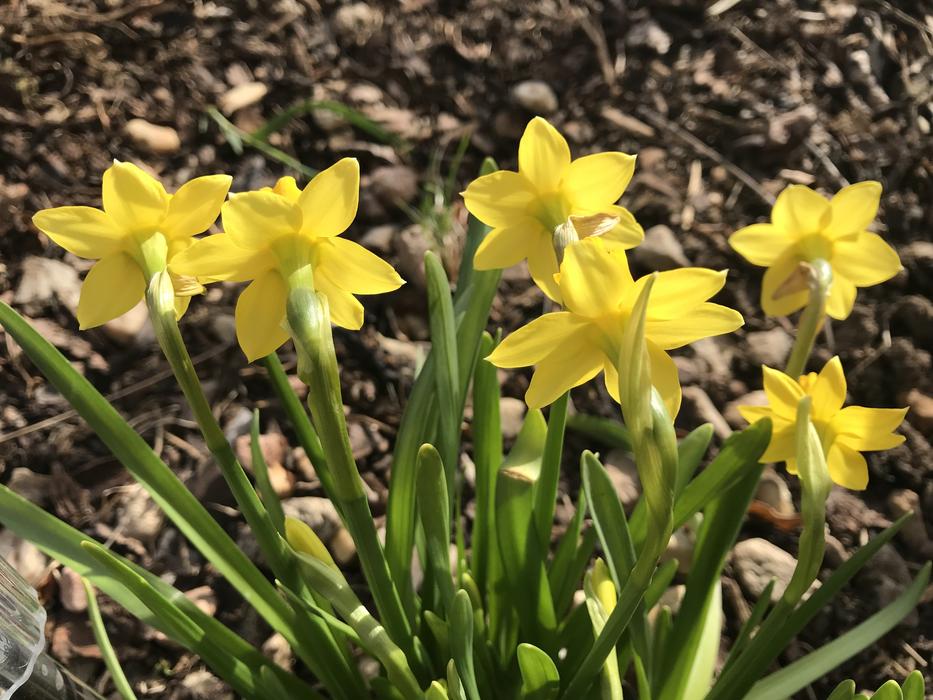 Daffodils Spring Nature