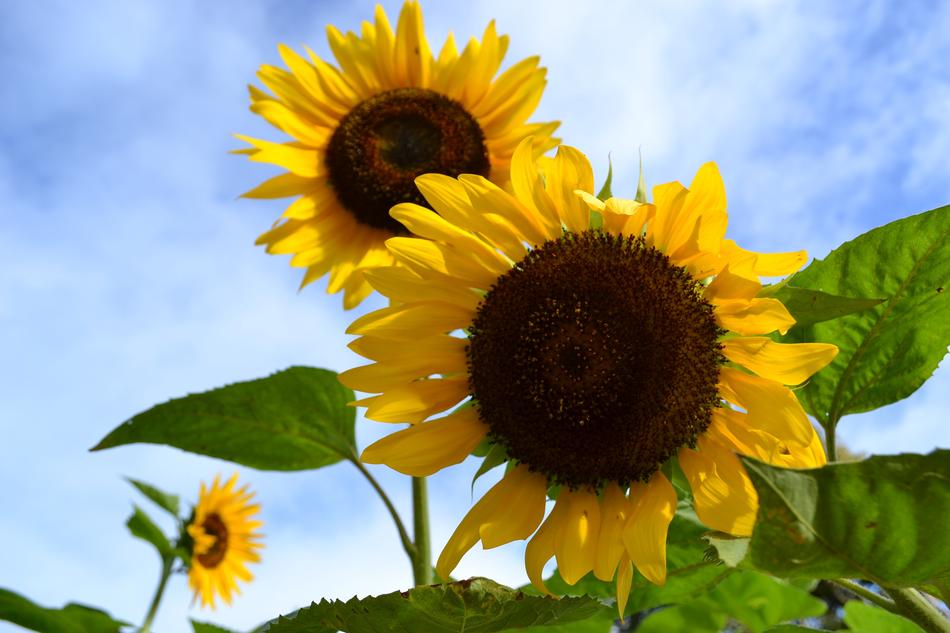 Sunflowers Cebu Sirao Flower Farm