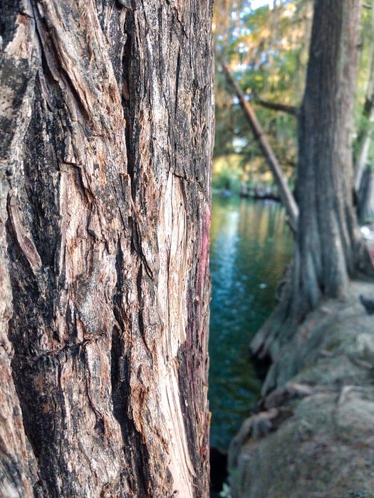 Tree Wood Nature
