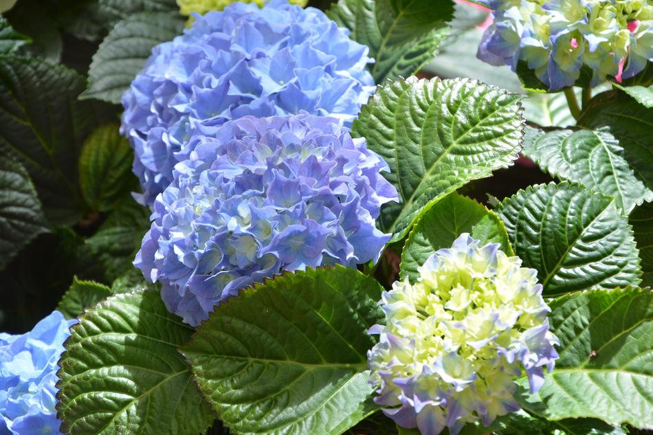 Flower Hydrangea Blue Plants