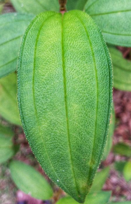 Leaf Flora Nature