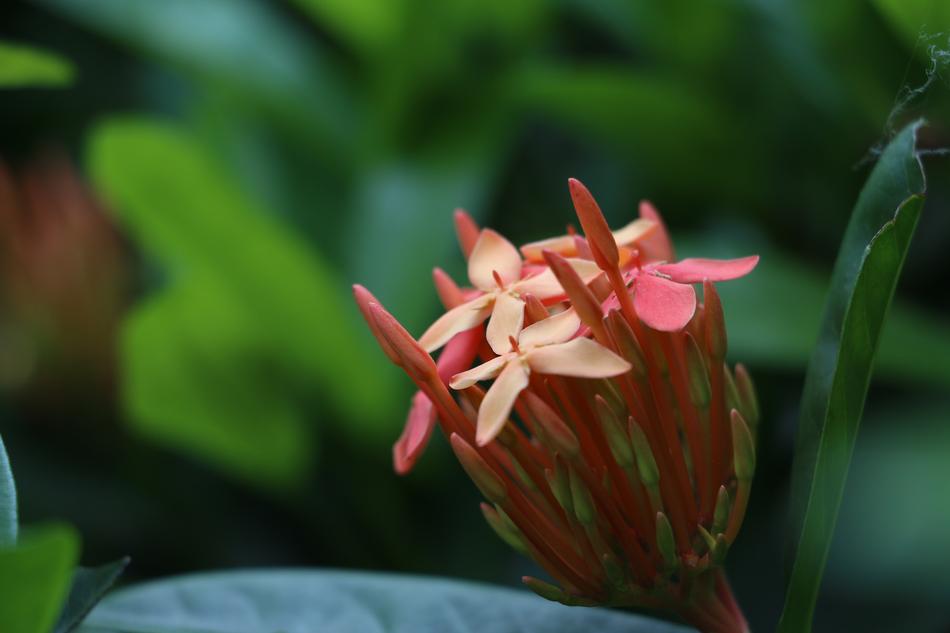 Red Flowers Flower