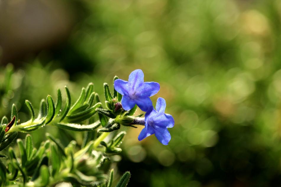 Blossom Bloom Blue