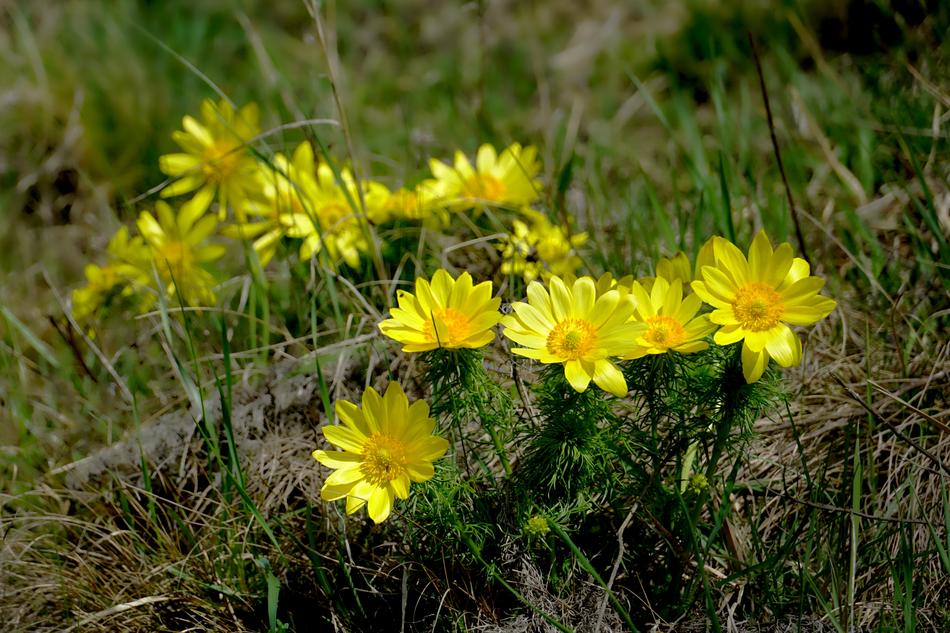 Nature Flower Yellow Adonis Spring
