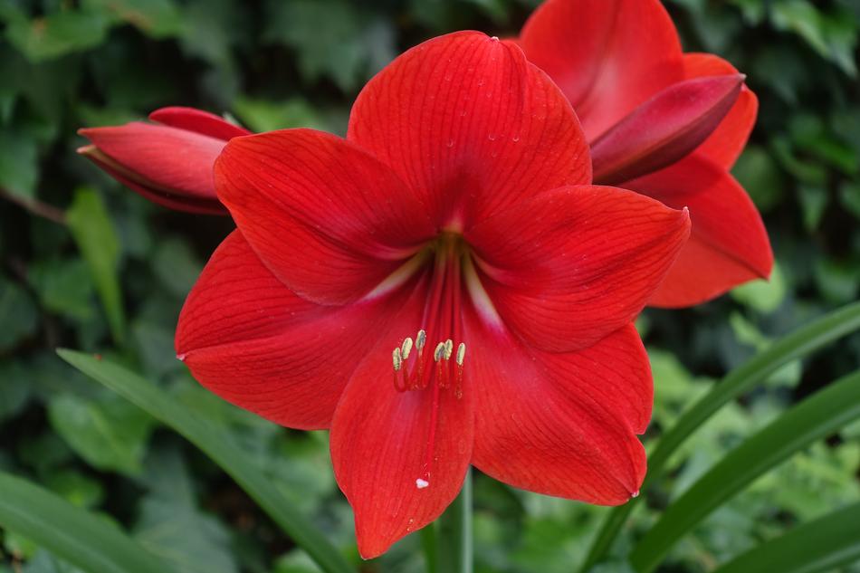 Red Flower Nature