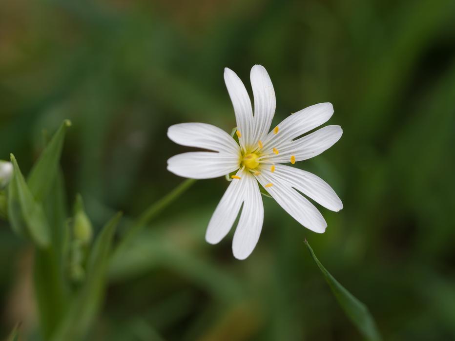 Flower Wild At The Wayside