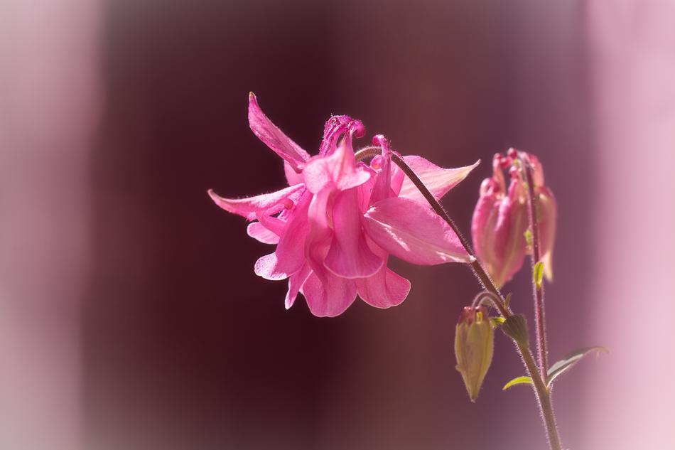 Columbine Flower Blossom