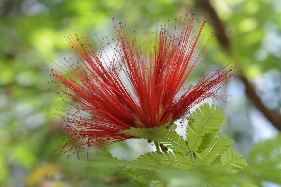 Nature Leaf Plant