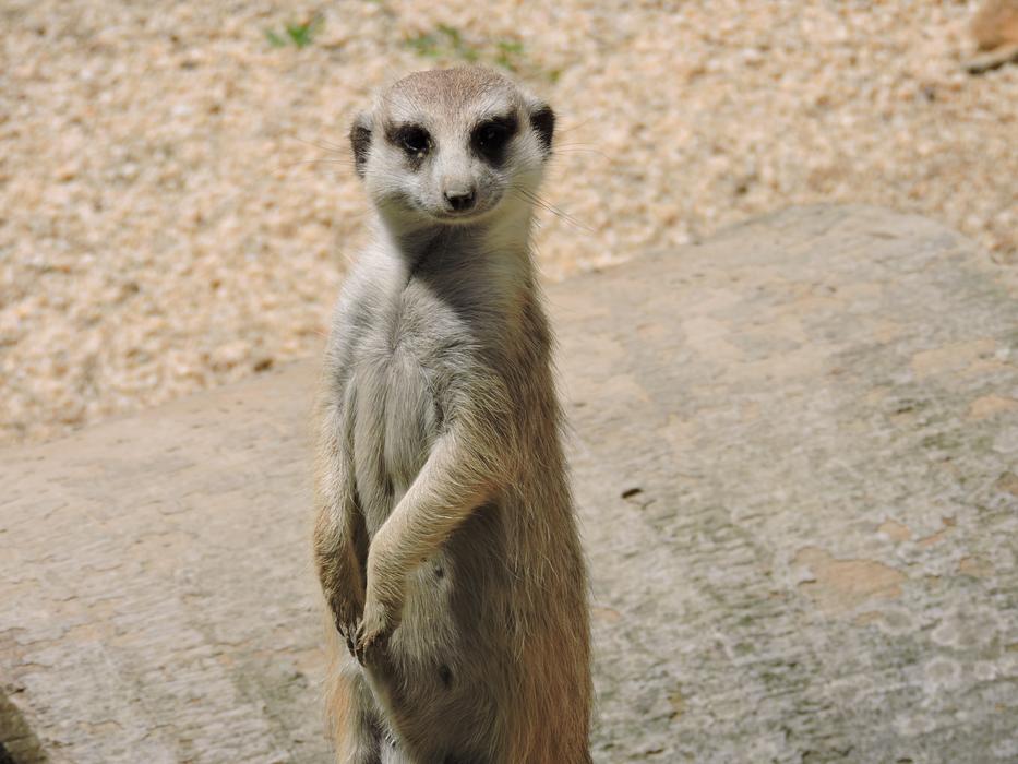 funny gopher on safari