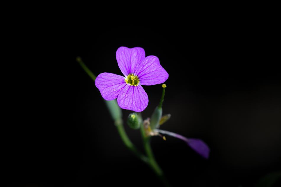 Flower Pink Blossom
