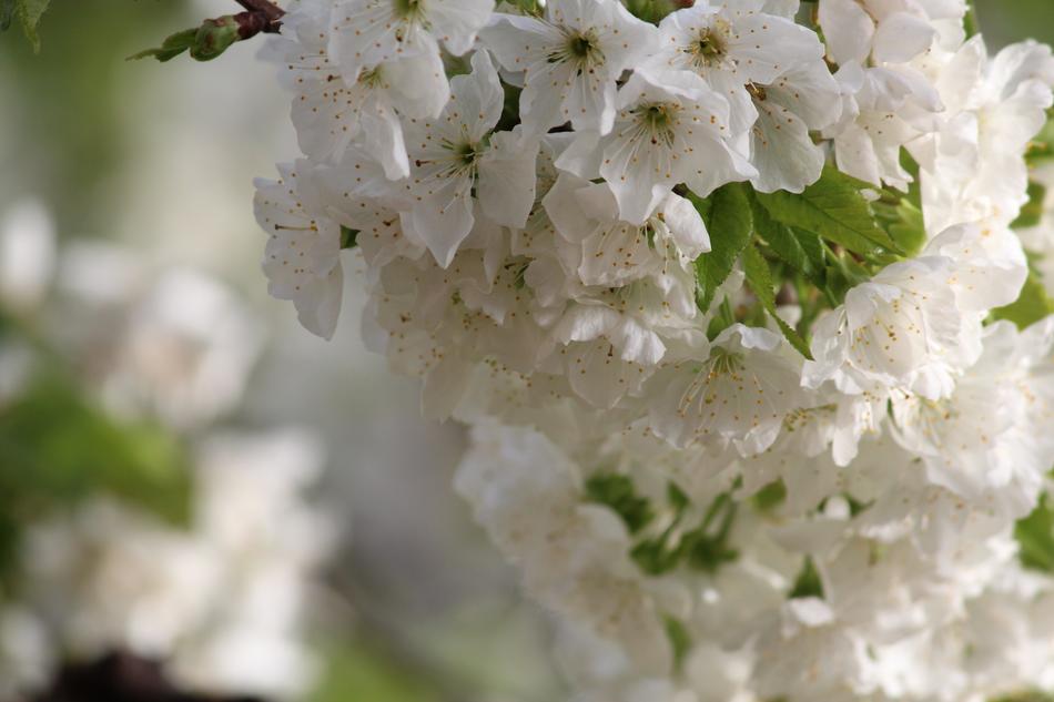 Flower Nature Plant