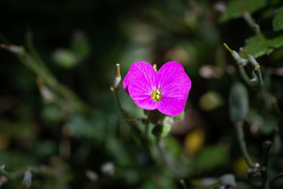Blossom Bloom Small