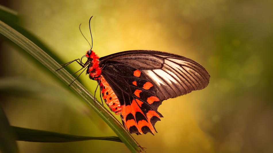 Butterflies Bug Nature