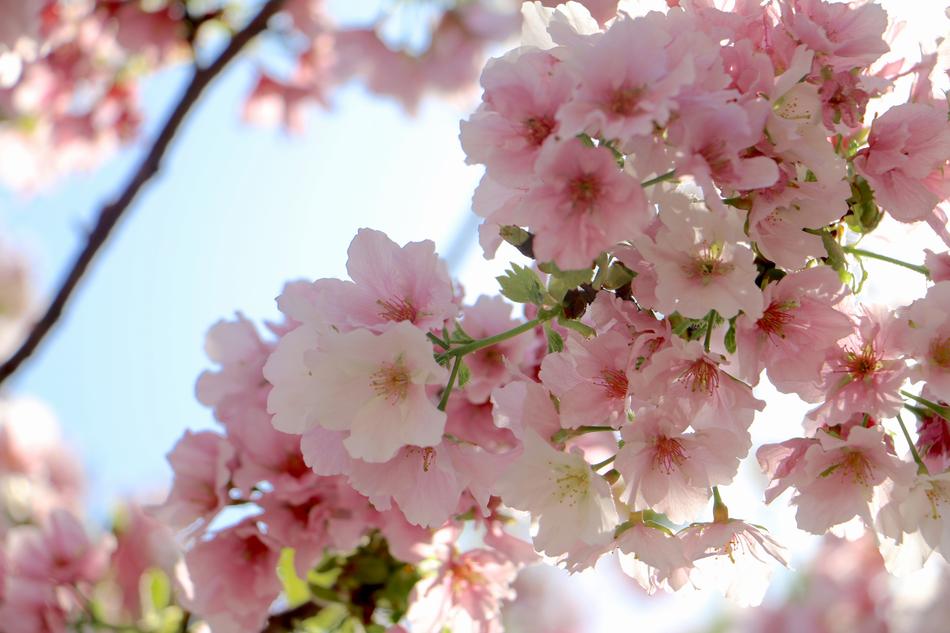 Cherry Wood Flower Branch