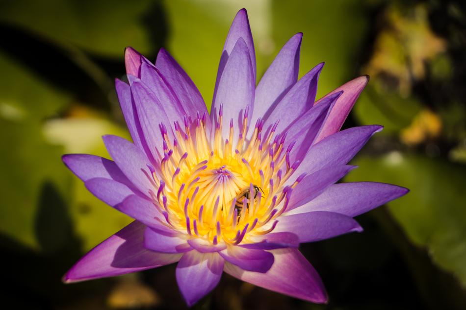 Lotus Pool Flora