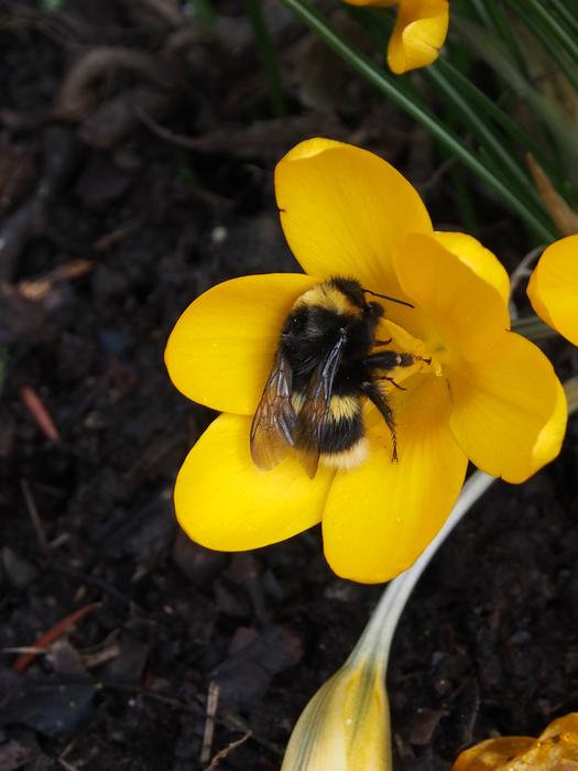 yellow flowers with bumblebee nature