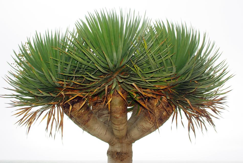 Drago Nature Isolated Form