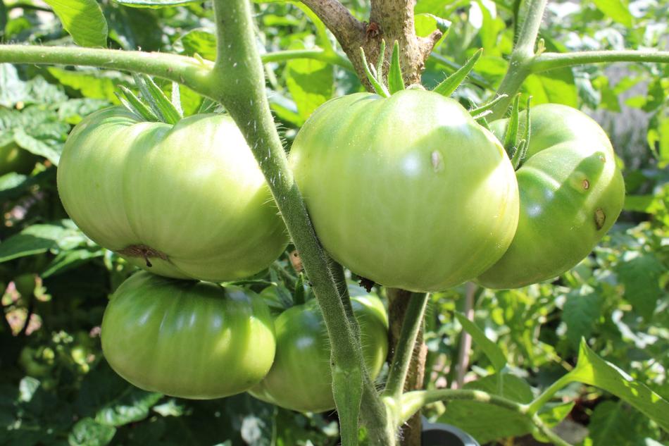 unripe garden tomatoes