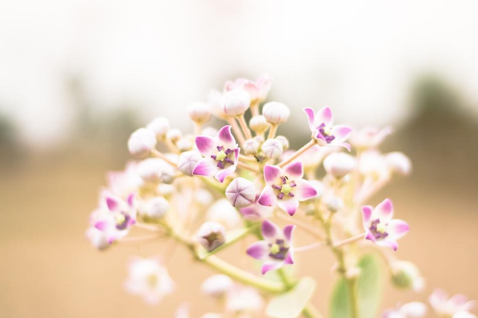 Calotropis Gigantea Beauty In