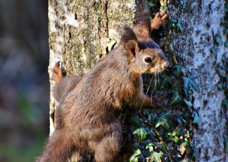 Squirrel Verifiable Kitten Rodent
