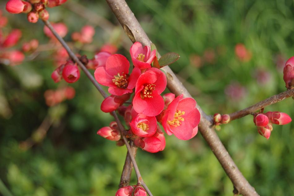 Nature Tree Branch