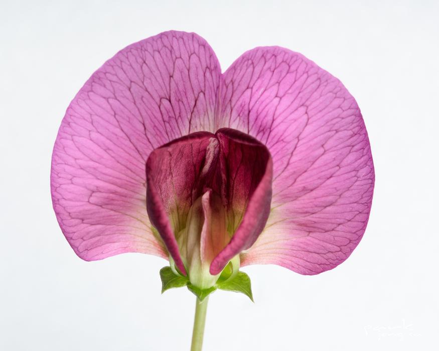 Flowers Plants