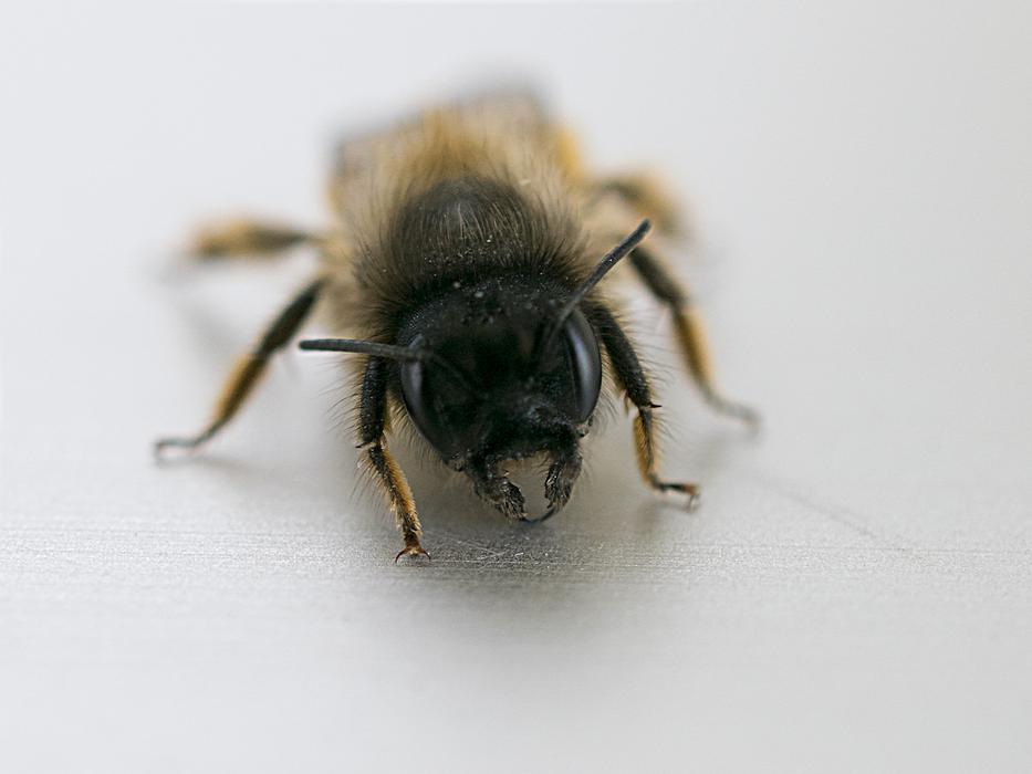 Bee Macro Close-Up Photography