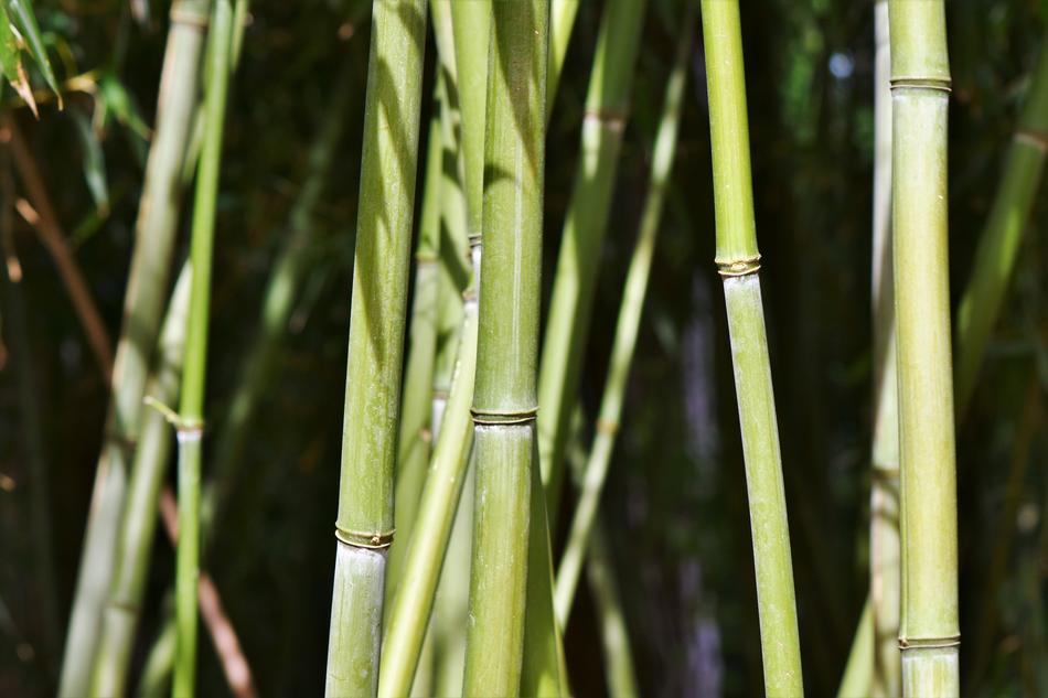 bamboo background green