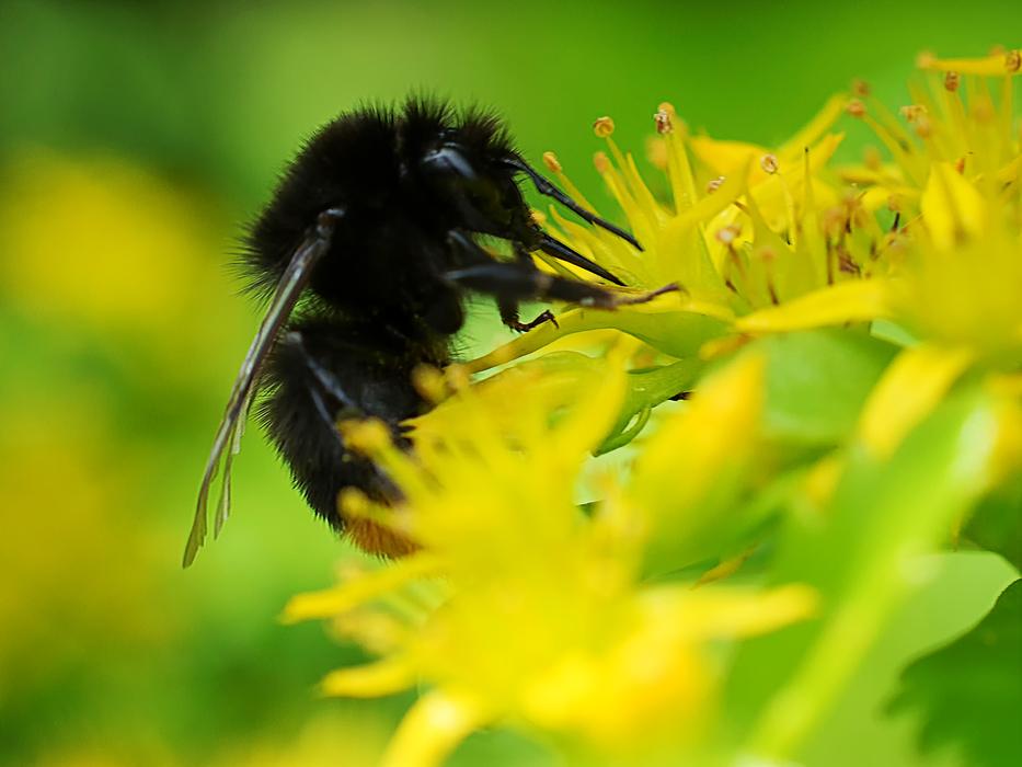 Hummel Macro Close-Up Photography