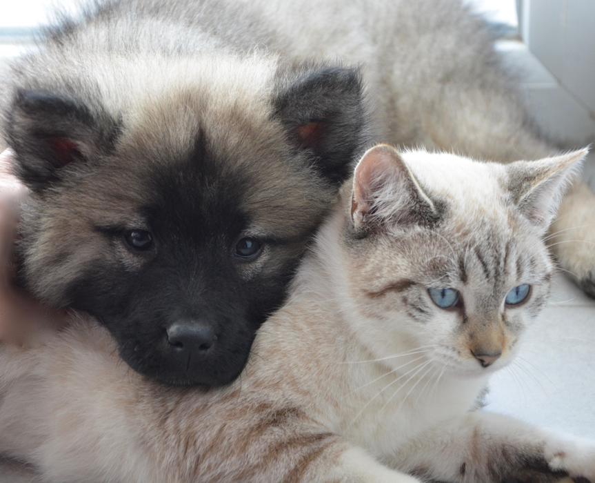 Dog Cat Puppy Kitten Complicity