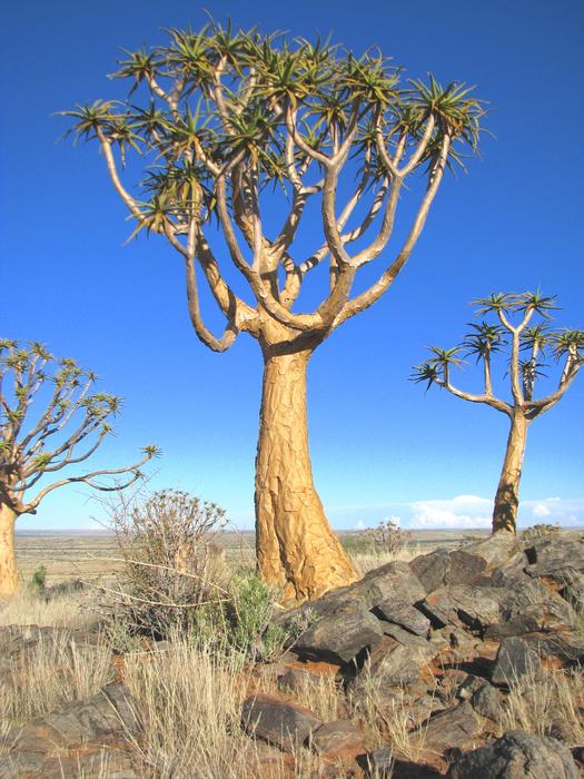 Tree Nature Flora