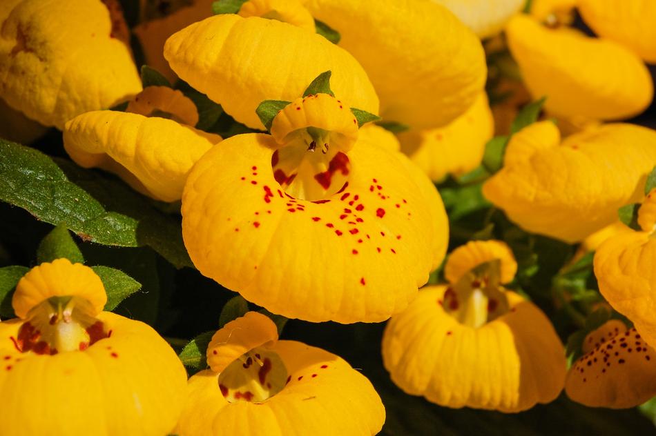 yellow Flowers Rosa macro