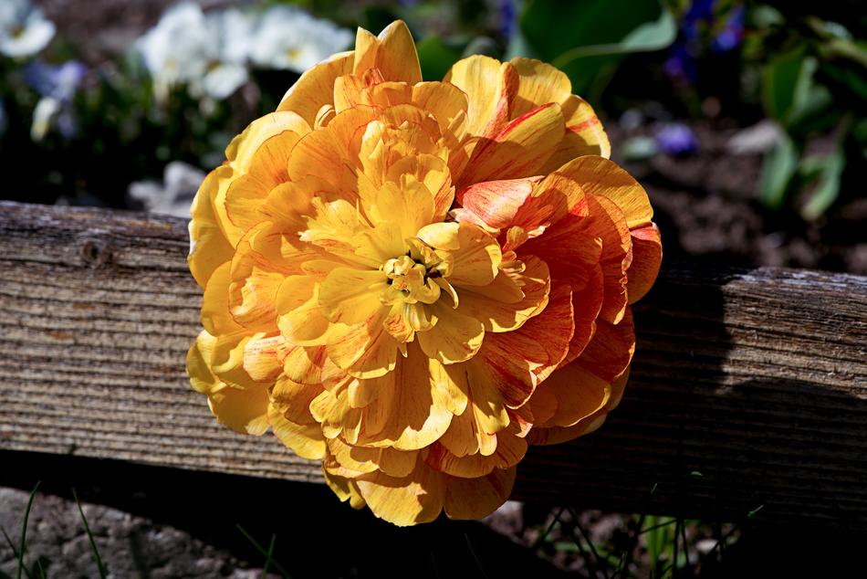 Peony Flower Orange