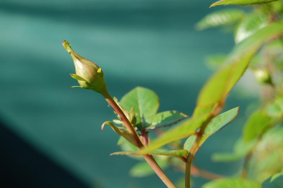 Flower Flowers Rosa