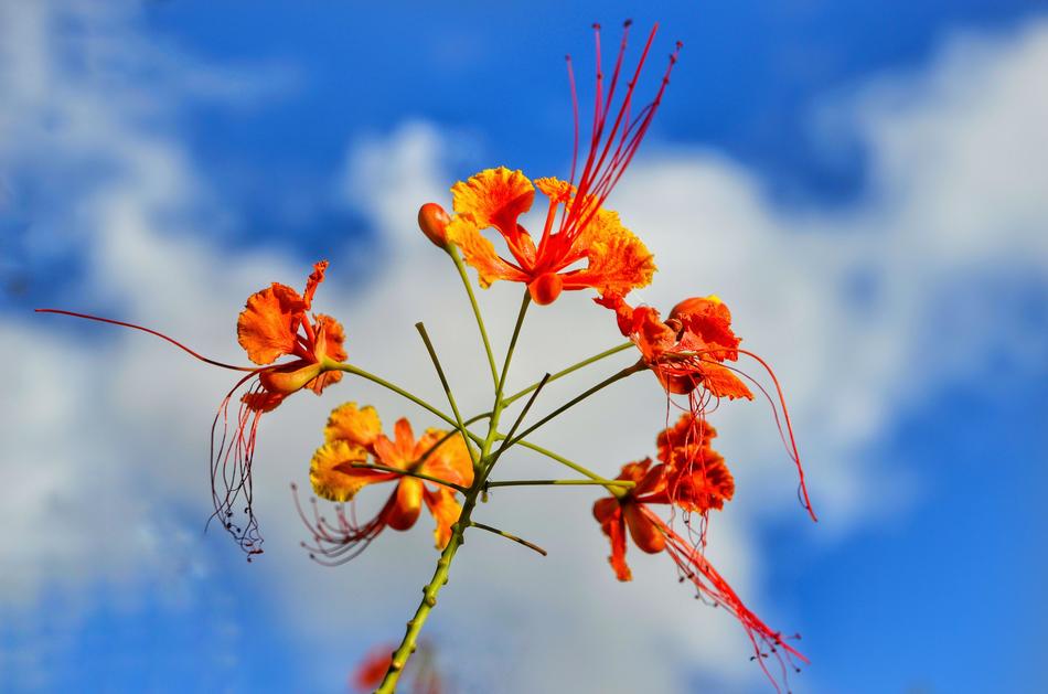 Red Bird Of Paradise Peacock
