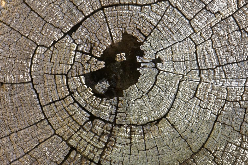 Texture Log Wood