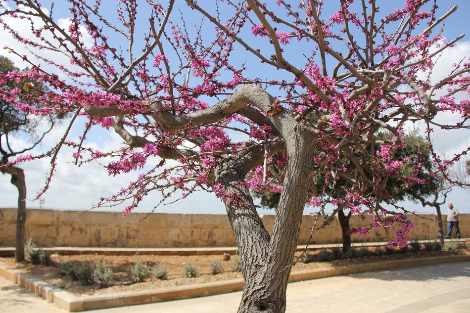 Tree Branch Cherry