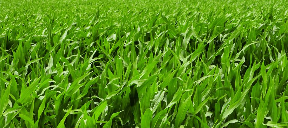 Cornfield Summer Agriculture