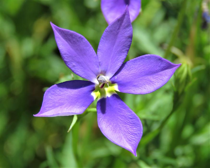 Flower Nature Flora