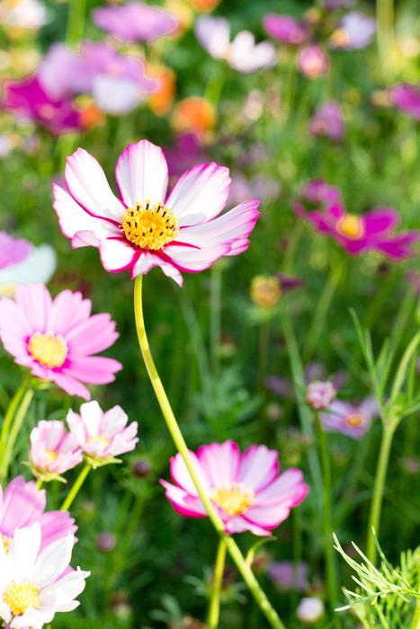 Nature Flower Plant