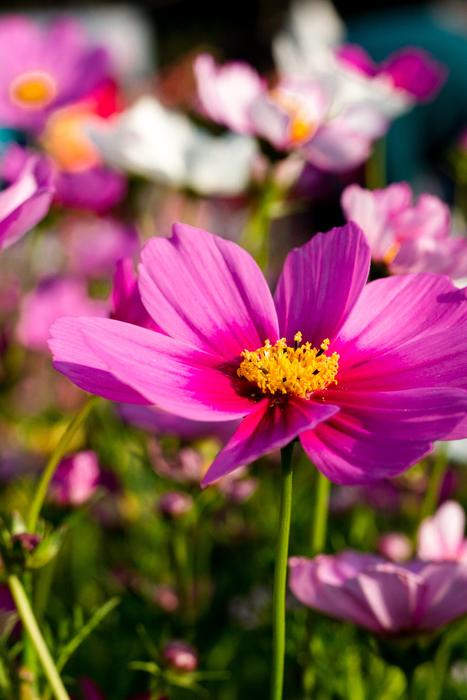Nature Flower Plant
