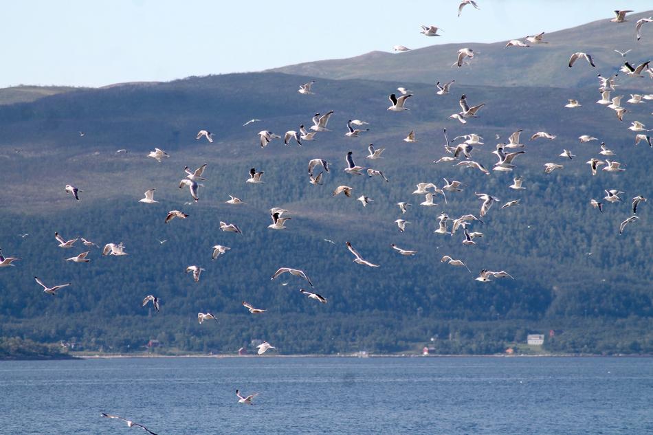Nature A Flock Of Birds