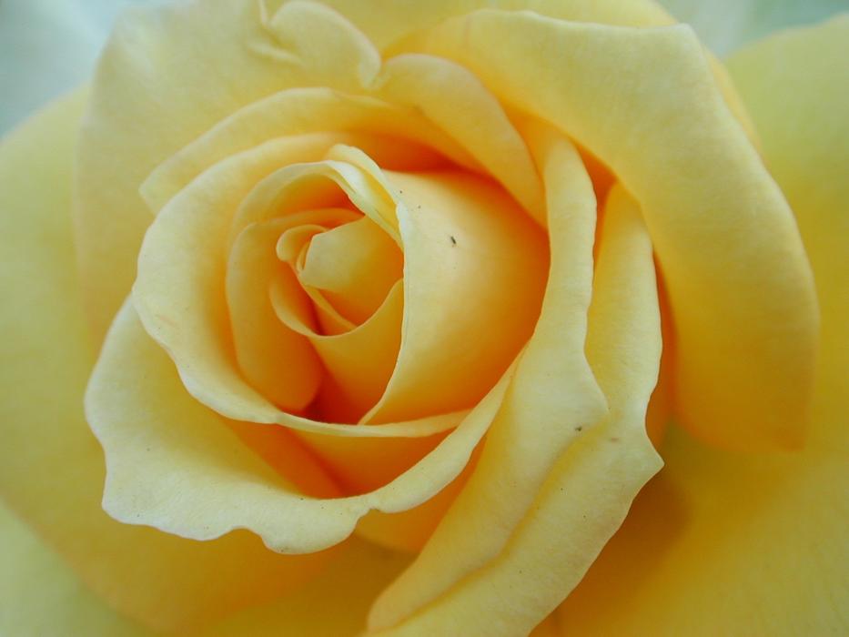 Flower Petal Rose