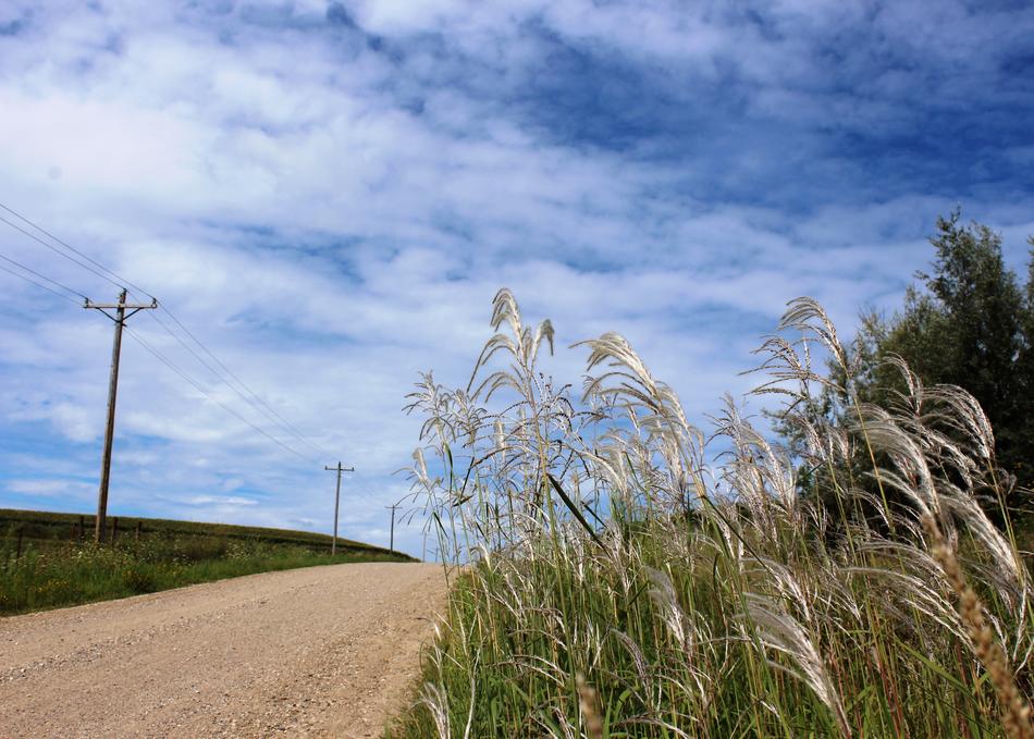 Nature Grass Sky