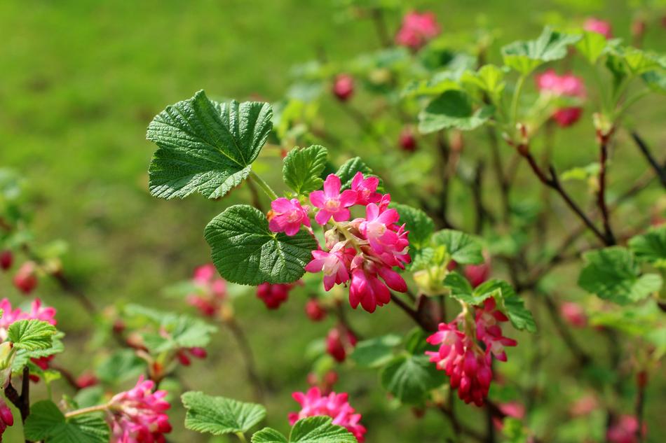 ornamental plant
