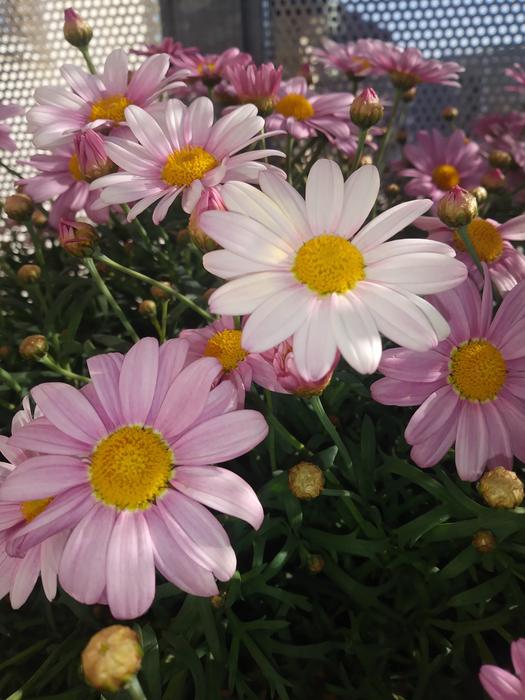 Nature Flower Plant