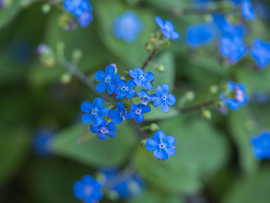 blue little flowers in the field