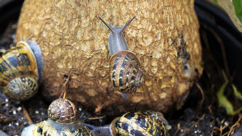 snails on fruit